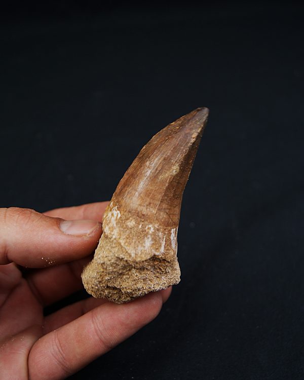 Hainosaurus boubker