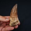 Hainosaurus boubker