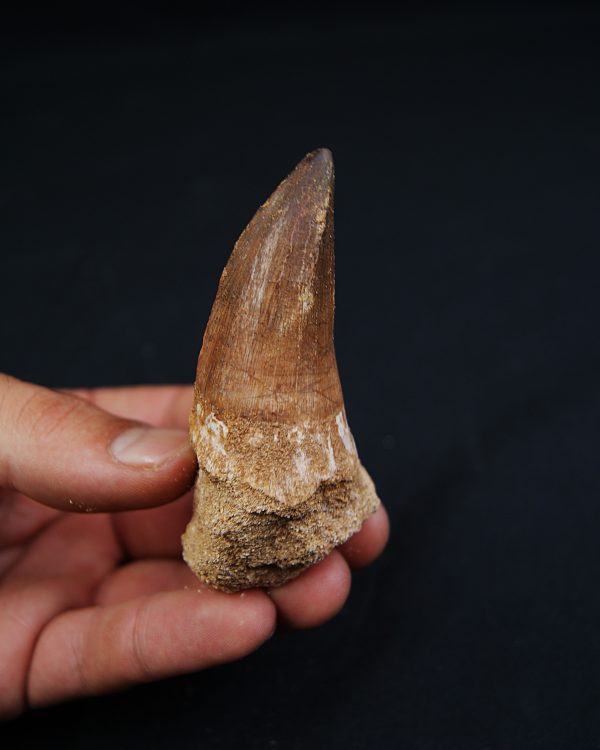 Hainosaurus boubker