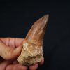 Hainosaurus boubker
