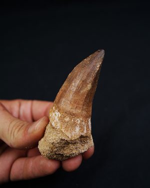 Hainosaurus boubker