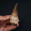 Hainosaurus boubker