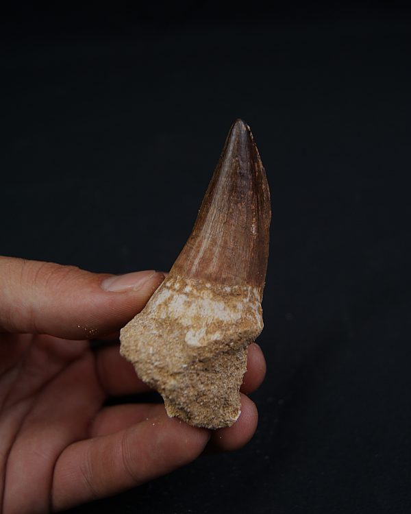Hainosaurus boubker