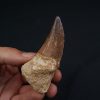 Hainosaurus boubker