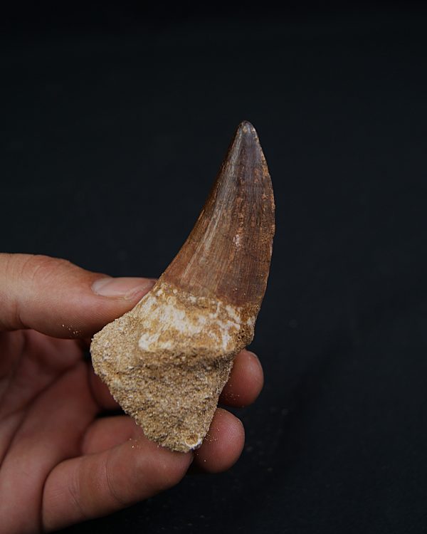 Hainosaurus boubker