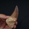 Hainosaurus boubker