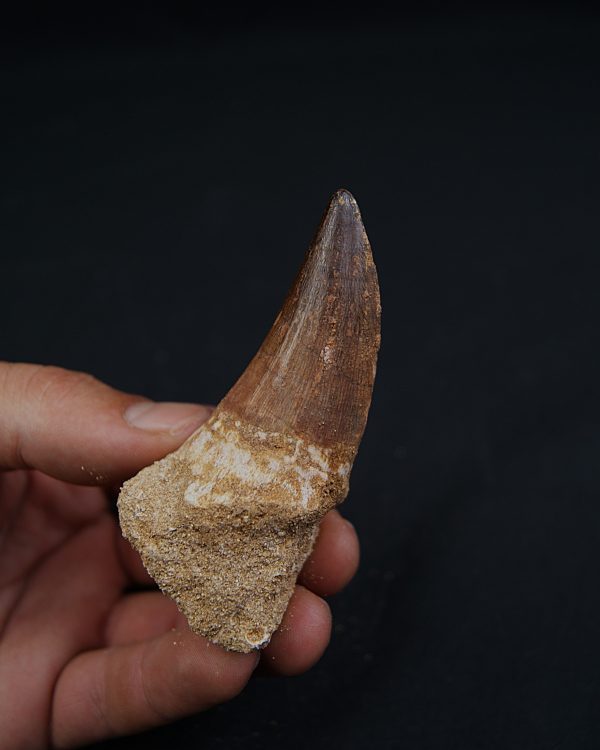 Hainosaurus boubker