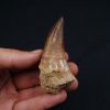 Hainosaurus boubker