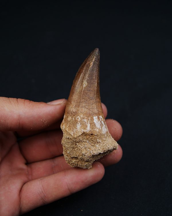 Hainosaurus boubker