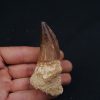 Hainosaurus boubker