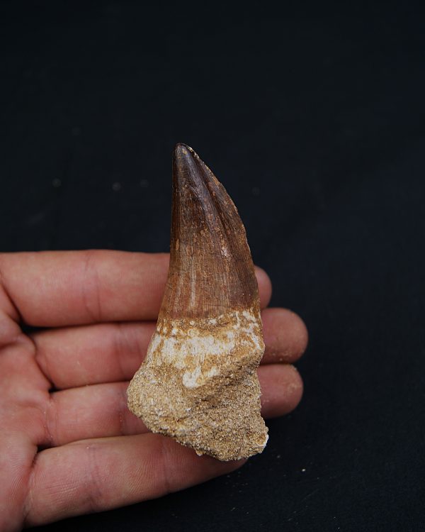 Hainosaurus boubker