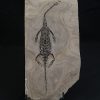 Keichousaurus hui
