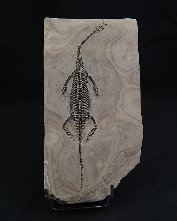 Keichousaurus hui
