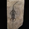 Keichousaurus hui