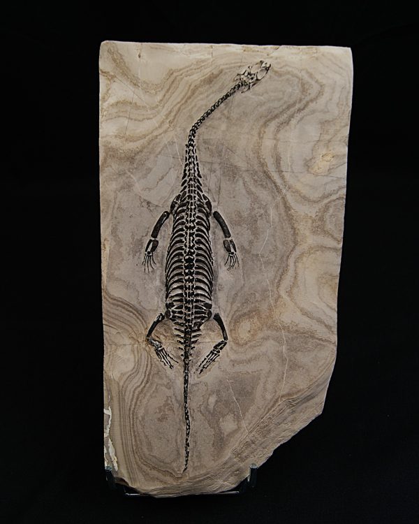 Keichousaurus hui