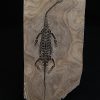 Keichousaurus hui