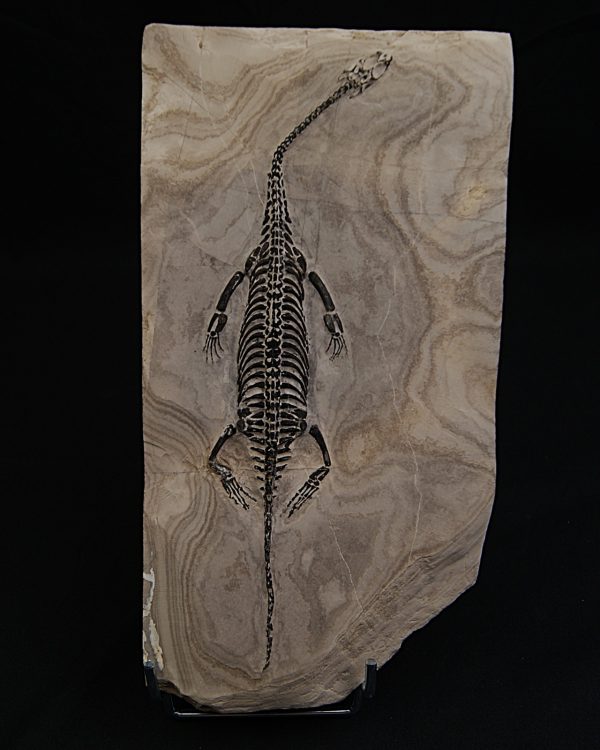 Keichousaurus hui