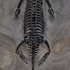 Keichousaurus hui