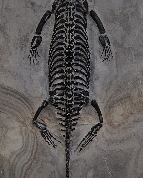 Keichousaurus hui