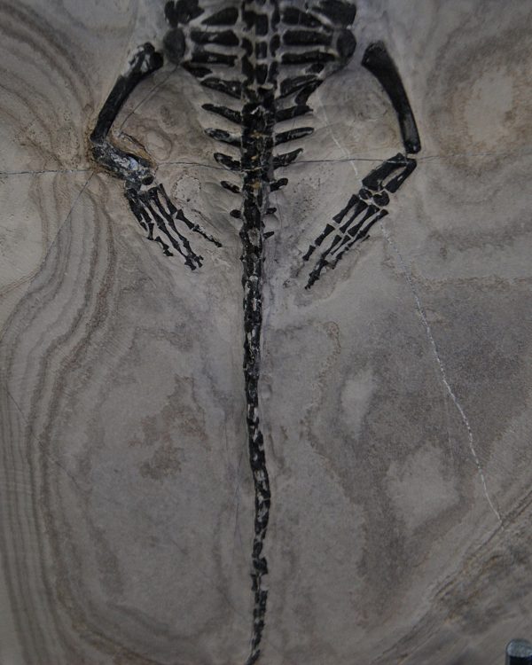 Keichousaurus hui