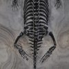 Keichousaurus hui