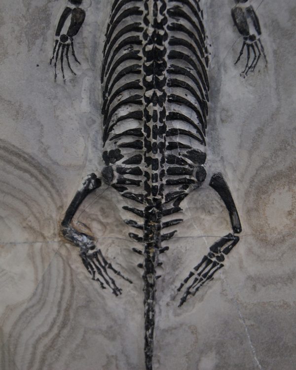 Keichousaurus hui