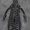 Keichousaurus hui