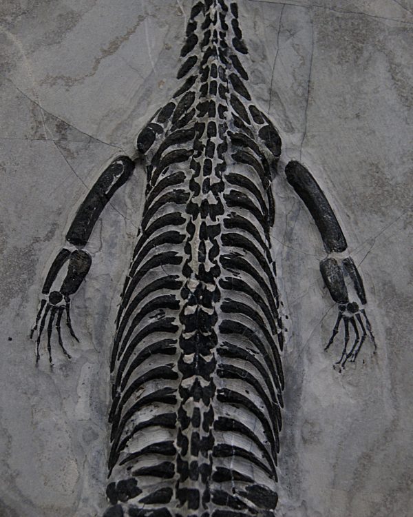 Keichousaurus hui