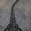 Keichousaurus hui