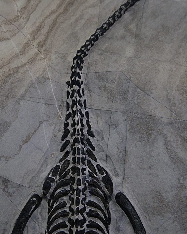 Keichousaurus hui