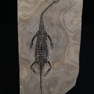 Keichousaurus hui