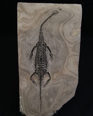 Keichousaurus hui