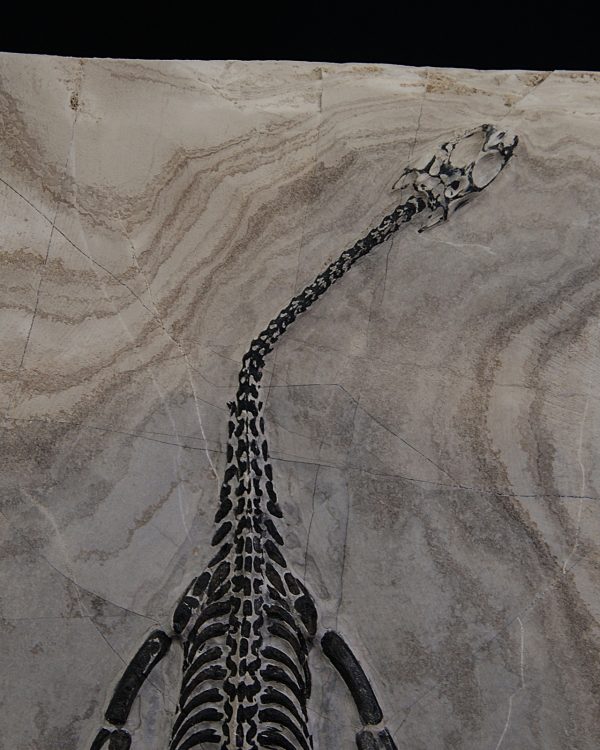 Keichousaurus hui