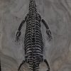 Keichousaurus hui