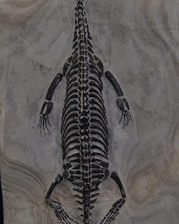 Keichousaurus hui