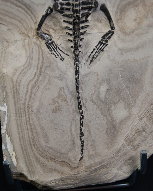Keichousaurus hui