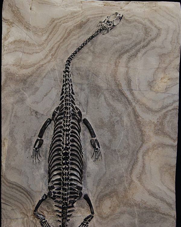 Keichousaurus hui