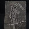 Keichousaurus hui