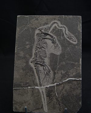 Keichousaurus hui