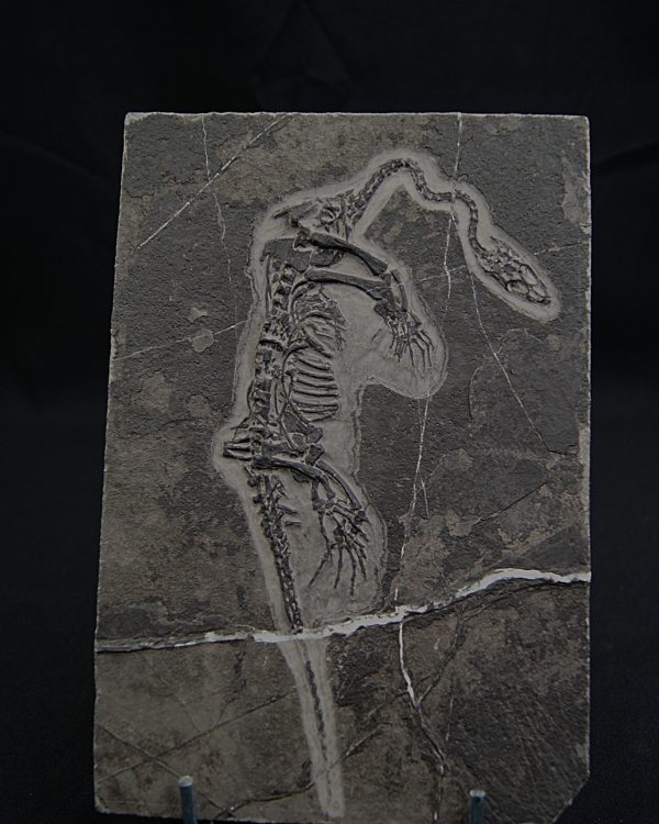 Keichousaurus hui