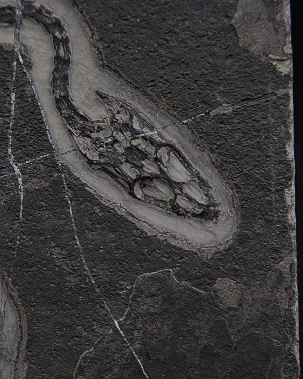 Keichousaurus hui