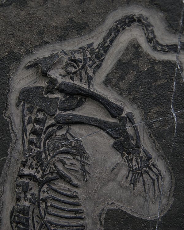 Keichousaurus hui