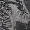 Keichousaurus hui