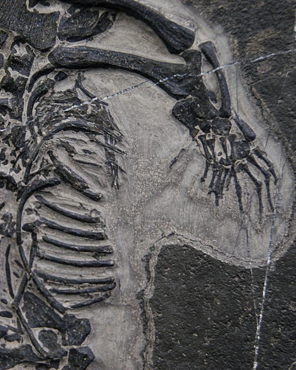 Keichousaurus hui