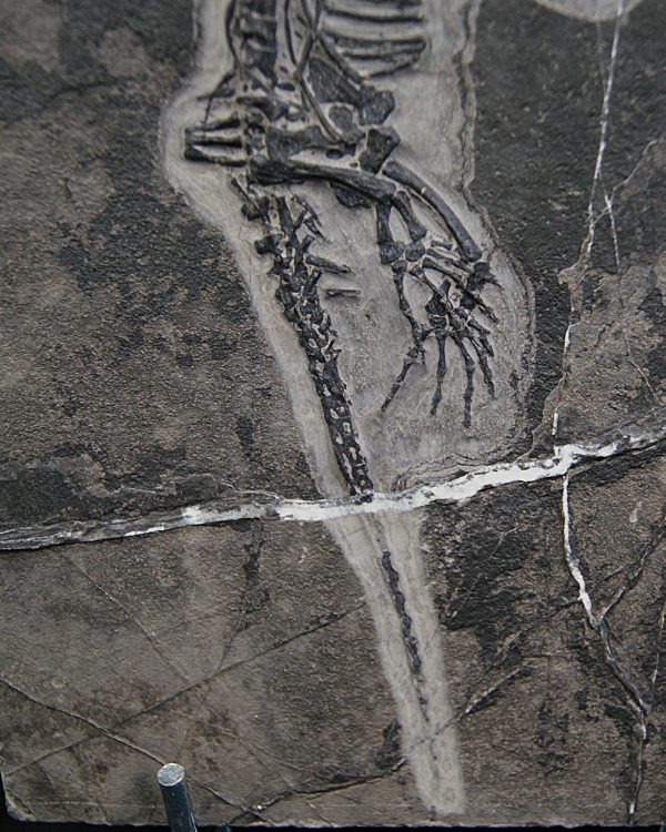 Keichousaurus hui