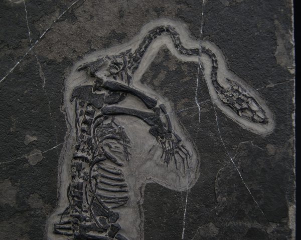 Keichousaurus hui
