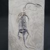 Keichousaurus hui