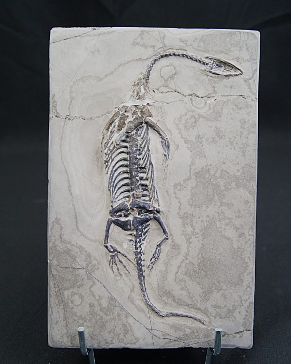 Keichousaurus hui