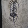 Keichousaurus hui
