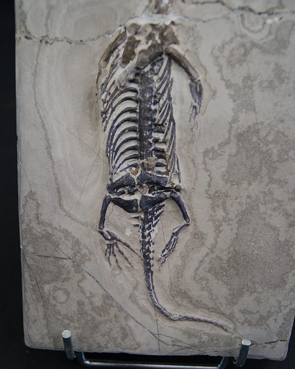 Keichousaurus hui